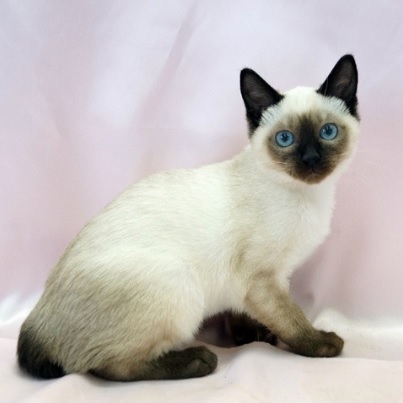ガルちゃん猫カフェ☆10号店開店しました (はじめての方も大歓迎♪)
