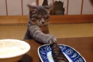 ガルちゃん猫カフェ☆10号店開店しました (はじめての方も大歓迎♪)