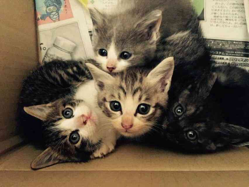 ガルちゃん猫カフェ☆10号店開店しました (はじめての方も大歓迎♪)