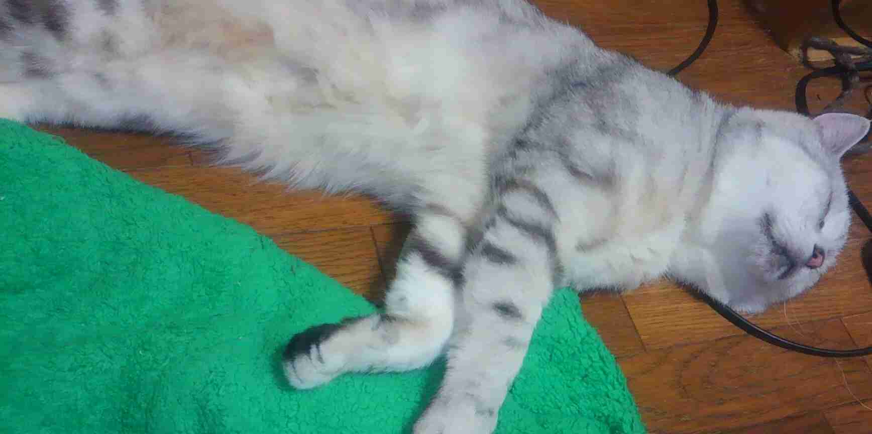 ガルちゃん猫カフェ☆10号店開店しました (はじめての方も大歓迎♪)