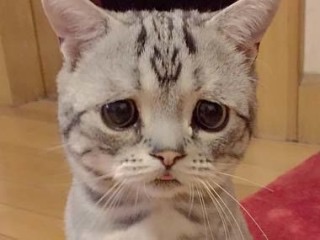 ガルちゃん猫カフェ☆10号店開店しました (はじめての方も大歓迎♪)