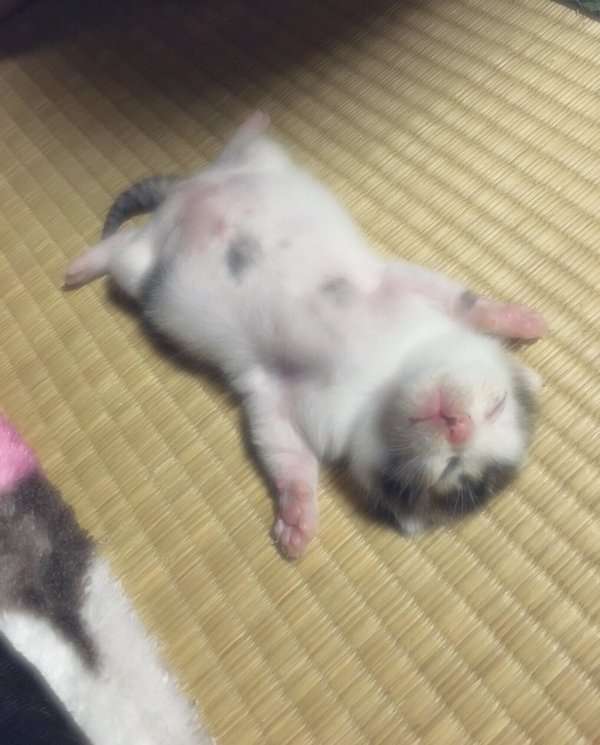 ガルちゃん猫カフェ☆10号店開店しました (はじめての方も大歓迎♪)