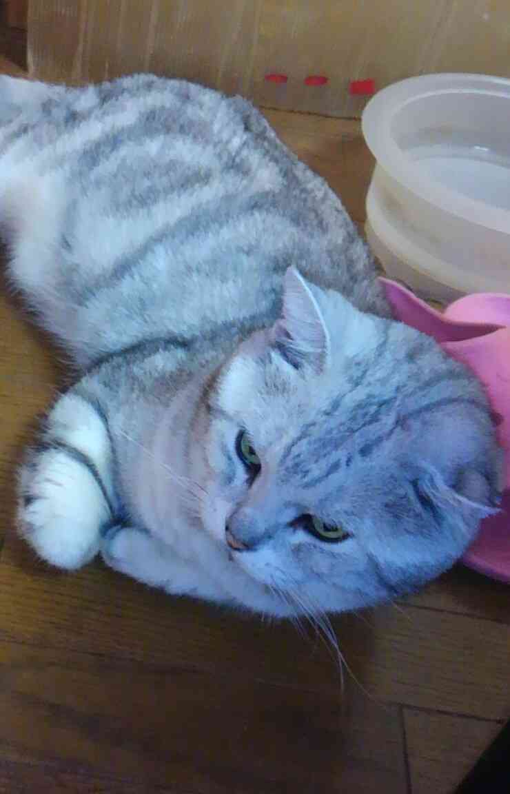 ガルちゃん猫カフェ☆10号店開店しました (はじめての方も大歓迎♪)