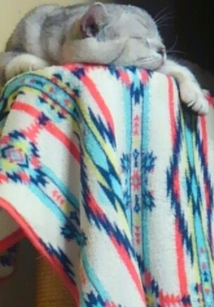 ガルちゃん猫カフェ☆10号店開店しました (はじめての方も大歓迎♪)