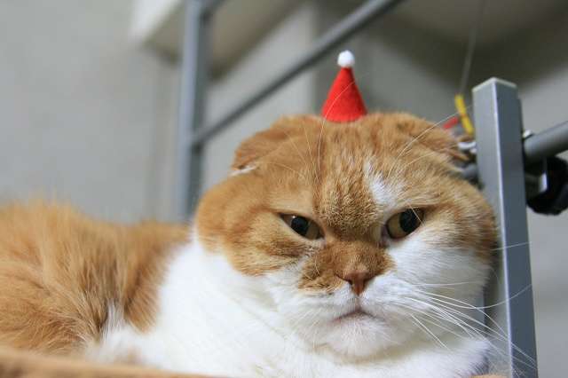 ガルちゃん猫カフェ☆10号店開店しました (はじめての方も大歓迎♪)