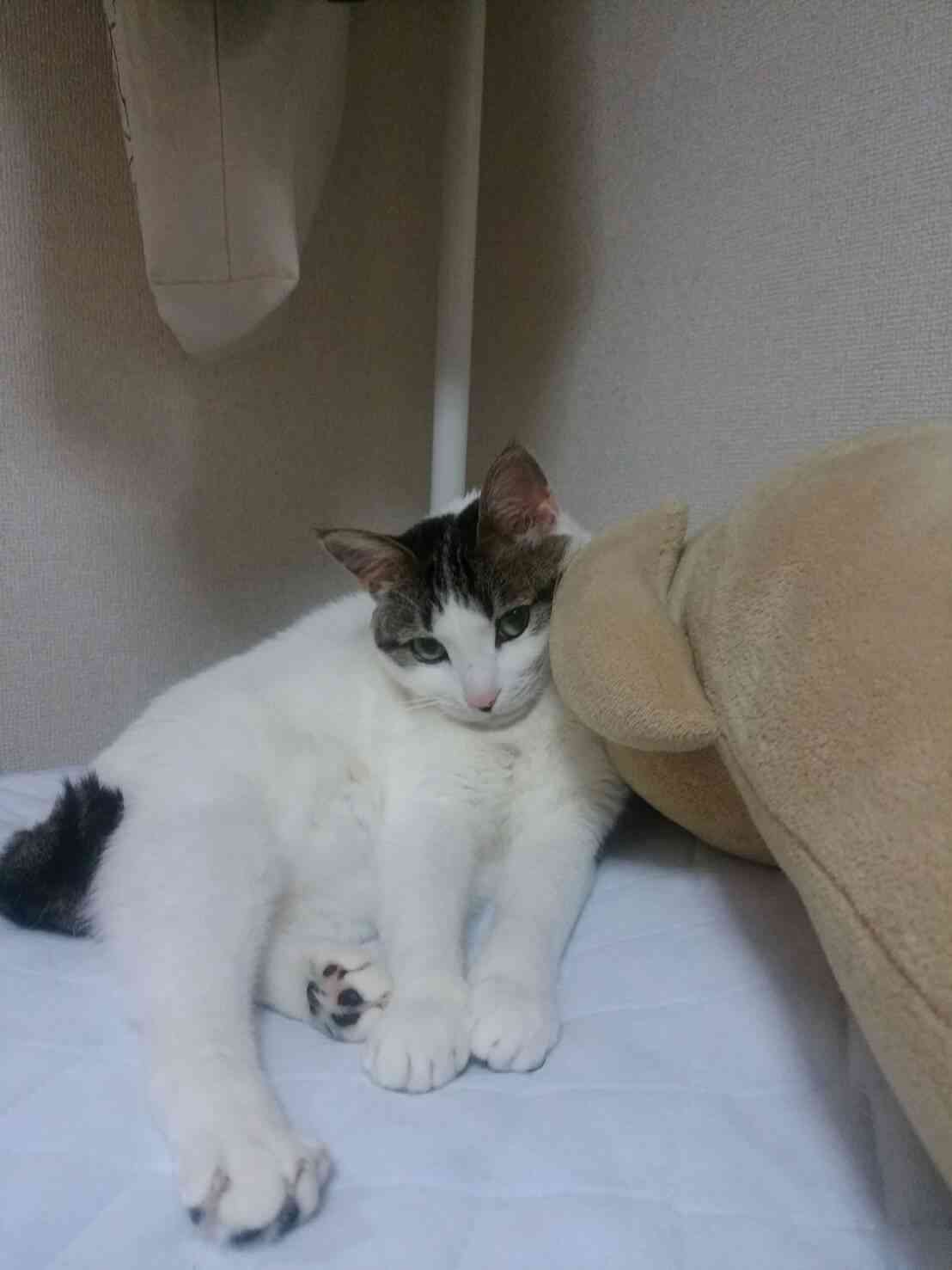 ガルちゃん猫カフェ☆10号店開店しました (はじめての方も大歓迎♪)