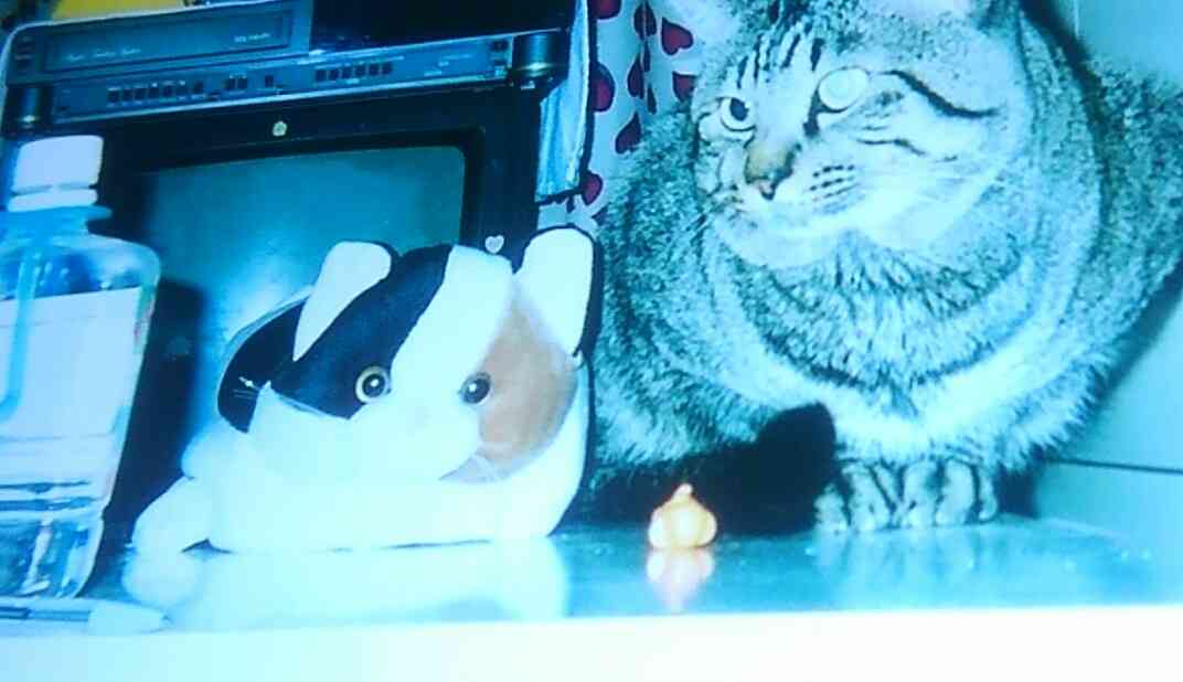ガルちゃん猫カフェ☆10号店開店しました (はじめての方も大歓迎♪)