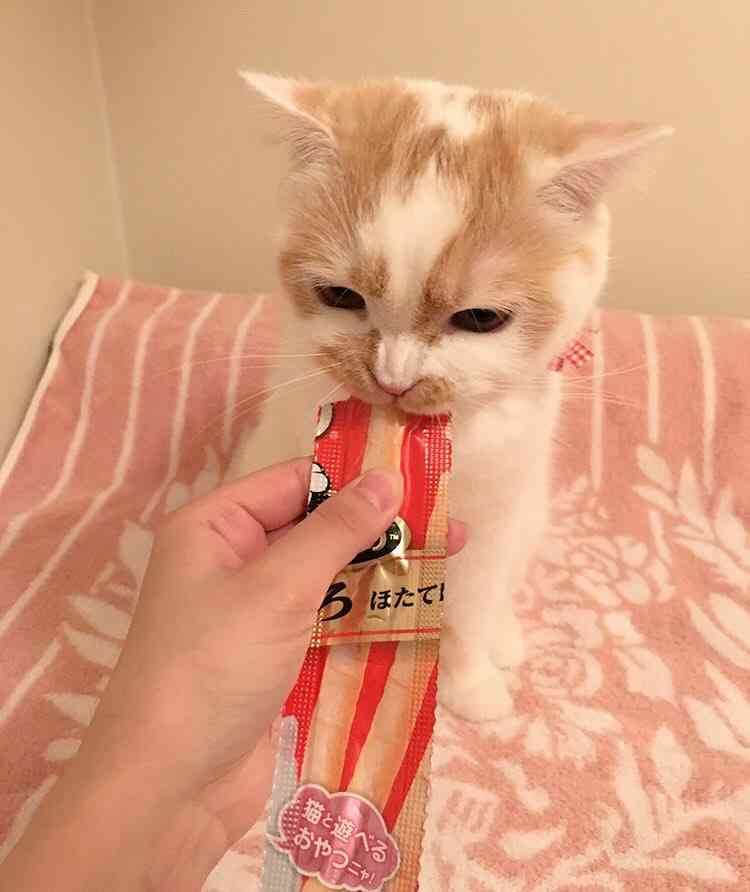 ガルちゃん猫カフェ☆10号店開店しました (はじめての方も大歓迎♪)