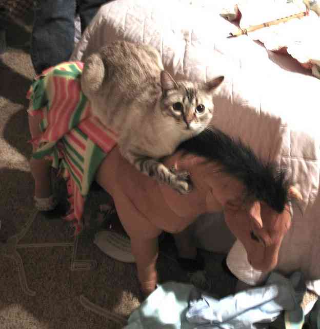 ガルちゃん猫カフェ☆10号店開店しました (はじめての方も大歓迎♪)