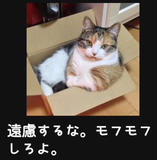 ガルちゃん猫カフェ☆10号店開店しました (はじめての方も大歓迎♪)