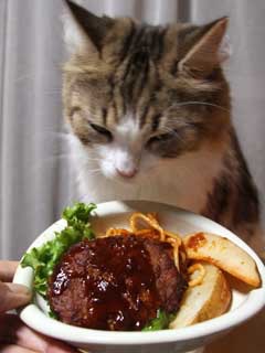 ガルちゃん猫カフェ☆10号店開店しました (はじめての方も大歓迎♪)