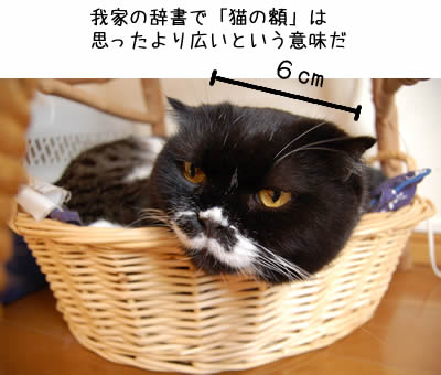 ガルちゃん猫カフェ☆10号店開店しました (はじめての方も大歓迎♪)
