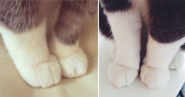ガルちゃん猫カフェ☆10号店開店しました (はじめての方も大歓迎♪)
