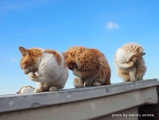 ガルちゃん猫カフェ☆10号店開店しました (はじめての方も大歓迎♪)