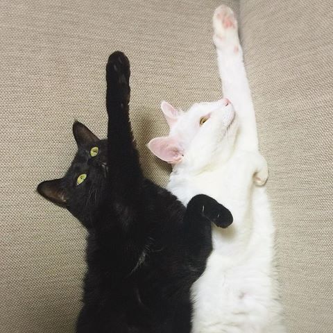 ガルちゃん猫カフェ☆10号店開店しました (はじめての方も大歓迎♪)