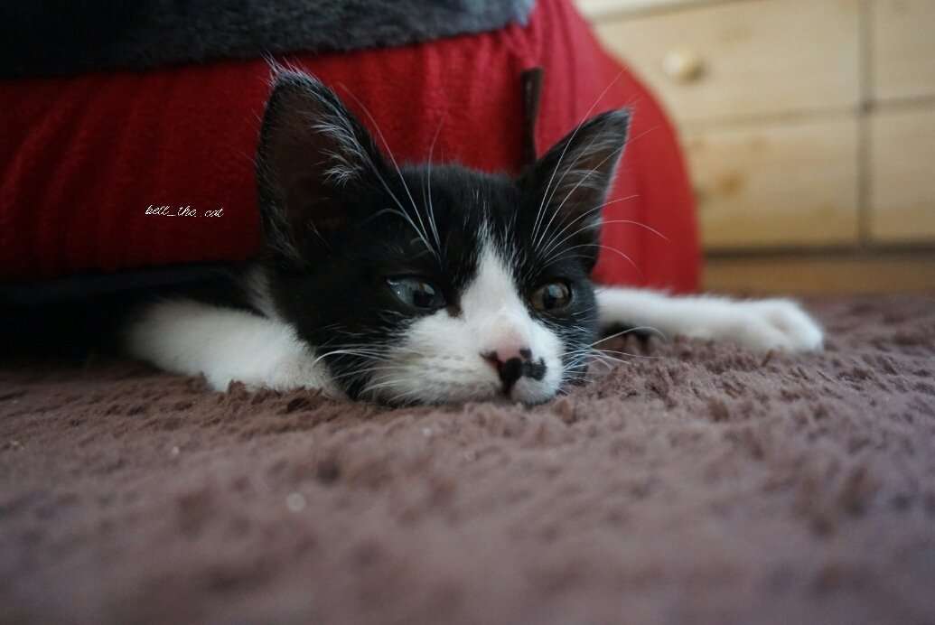 ガルちゃん猫カフェ☆10号店開店しました (はじめての方も大歓迎♪)