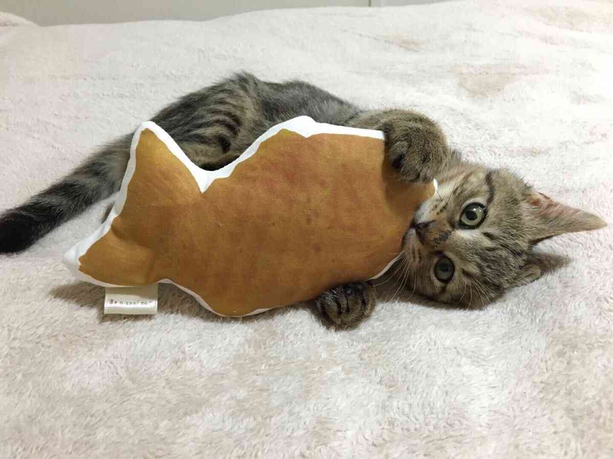 ガルちゃん猫カフェ☆10号店開店しました (はじめての方も大歓迎♪)