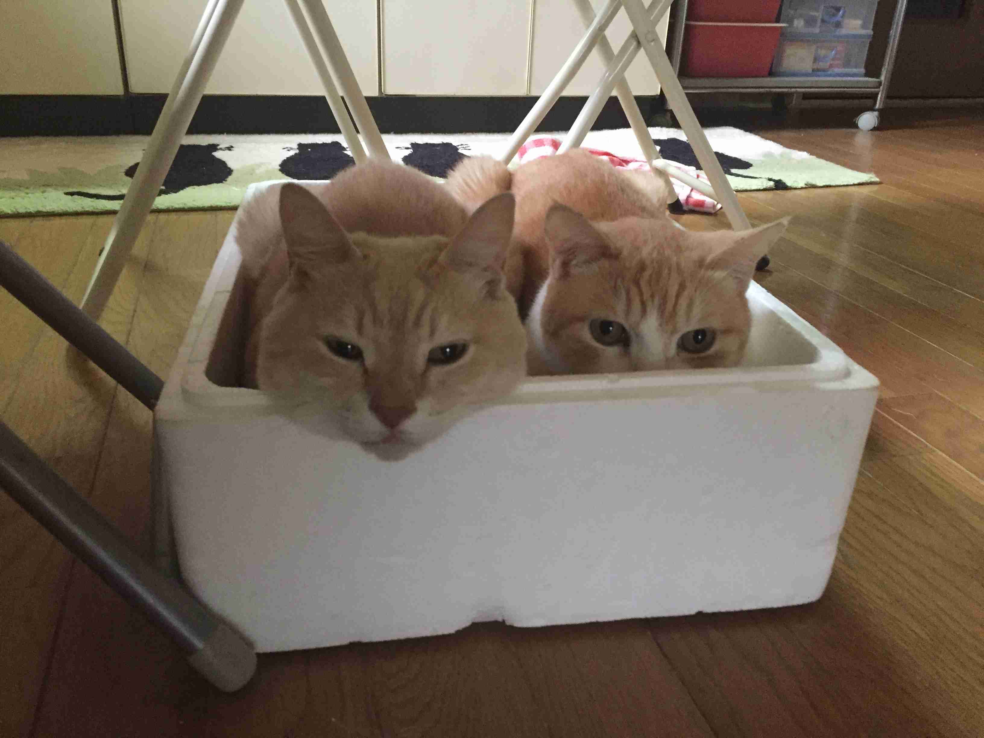 ガルちゃん猫カフェ☆10号店開店しました (はじめての方も大歓迎♪)