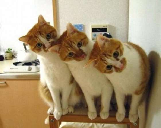 ガルちゃん猫カフェ☆10号店開店しました (はじめての方も大歓迎♪)