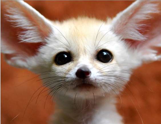 保存したら負け！きゃわい〜動物の画像！