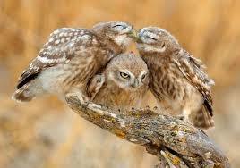 保存したら負け！きゃわい〜動物の画像！