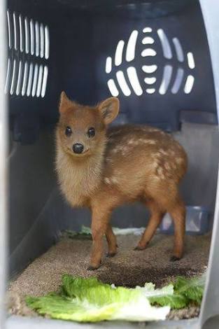 保存したら負け！きゃわい〜動物の画像！
