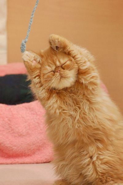 保存したら負け！きゃわい〜動物の画像！