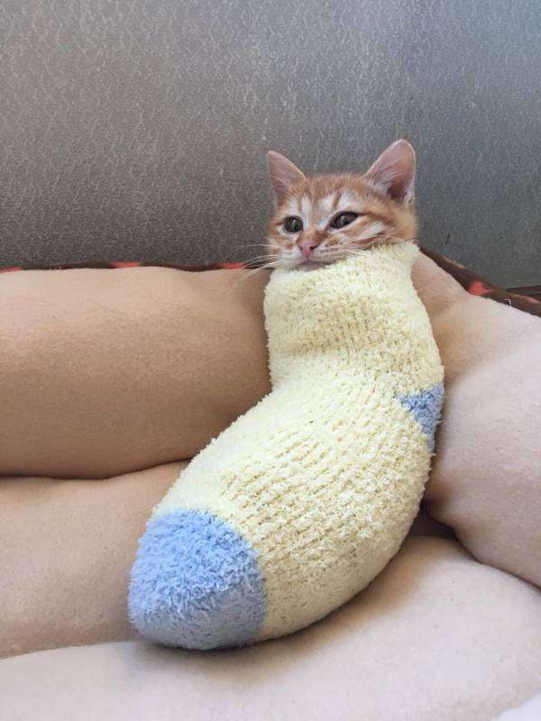 保存したら負け！きゃわい〜動物の画像！