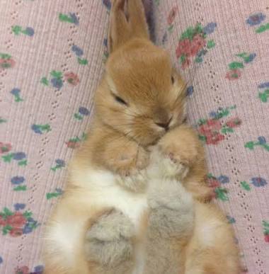 保存したら負け！きゃわい〜動物の画像！