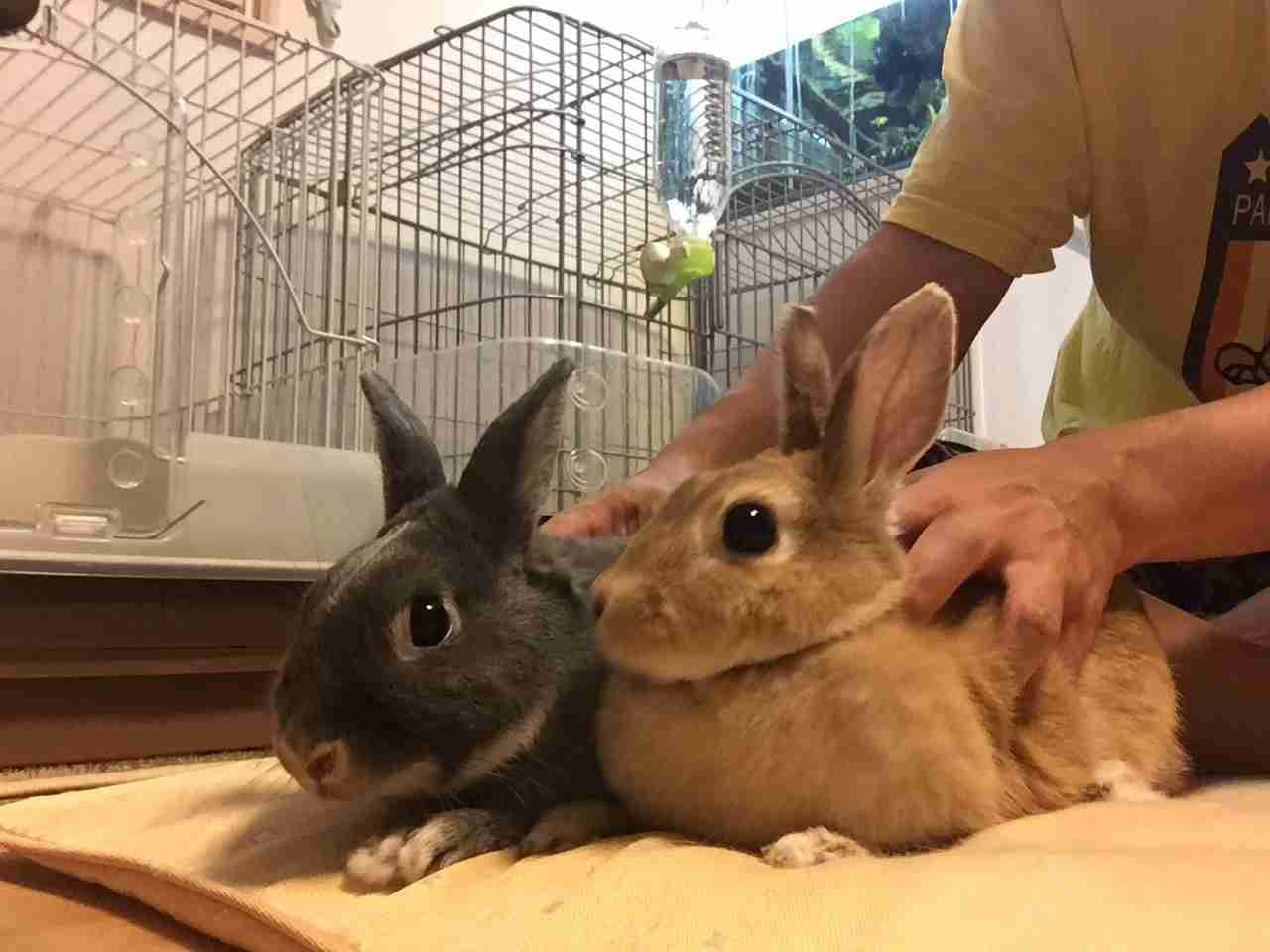 保存したら負け！きゃわい〜動物の画像！