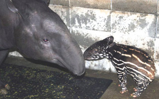 保存したら負け！きゃわい〜動物の画像！
