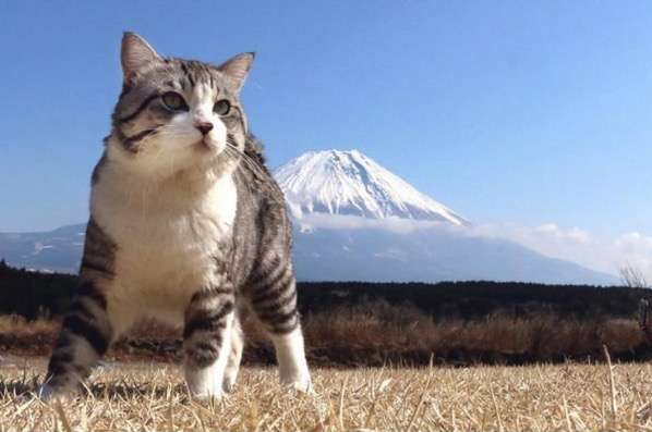 保存したら負け！きゃわい〜動物の画像！