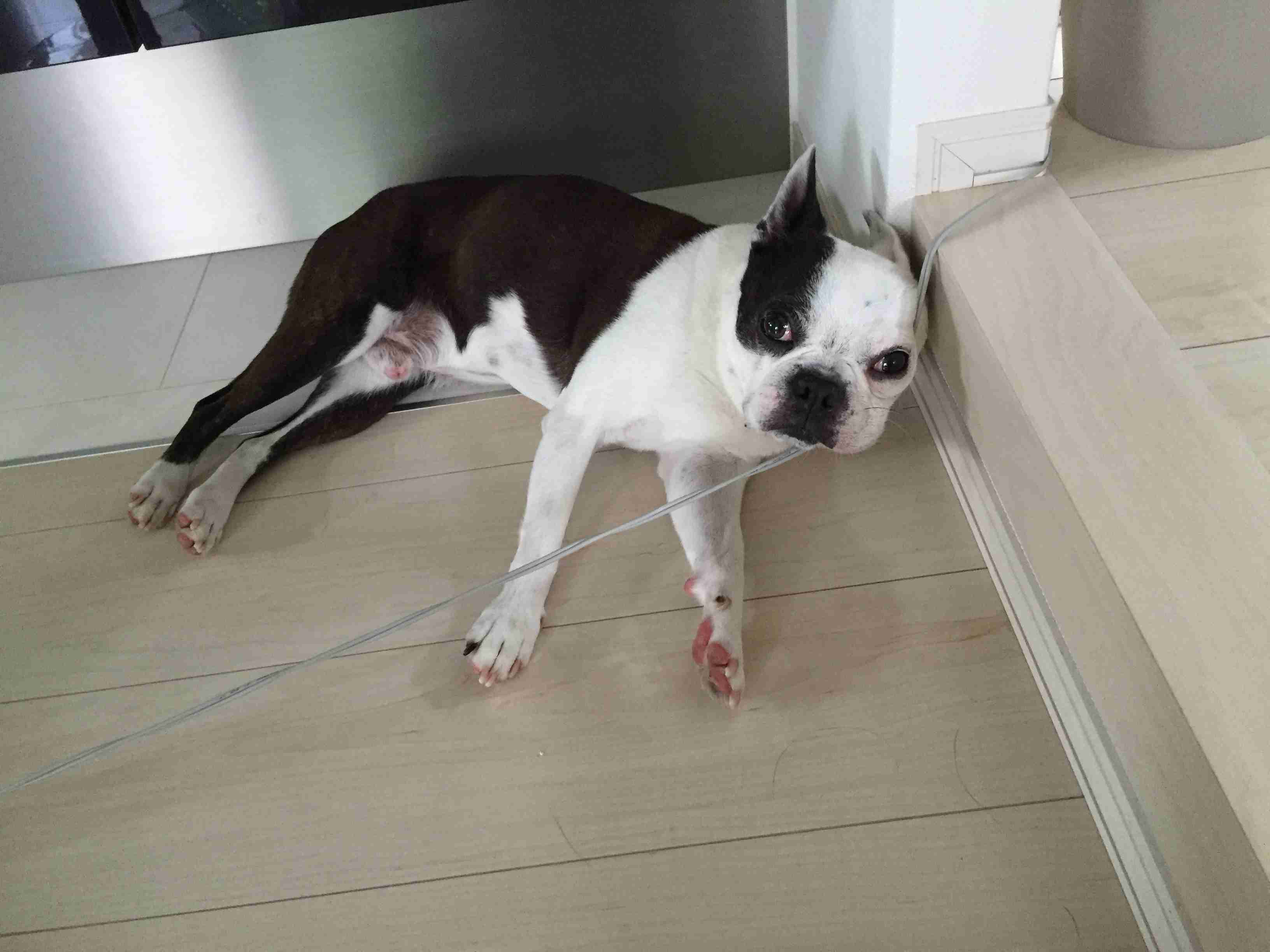 保存したら負け！きゃわい〜動物の画像！