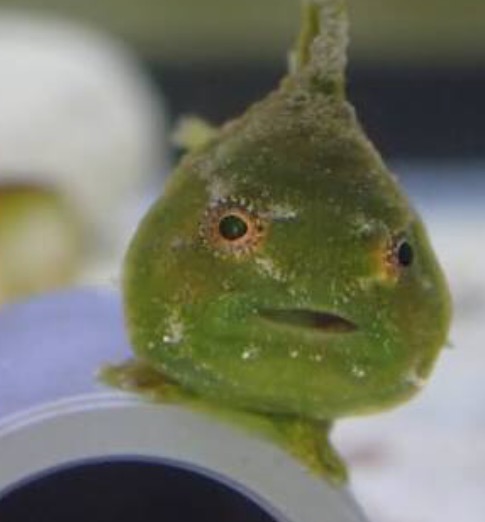 保存したら負け！きゃわい〜動物の画像！