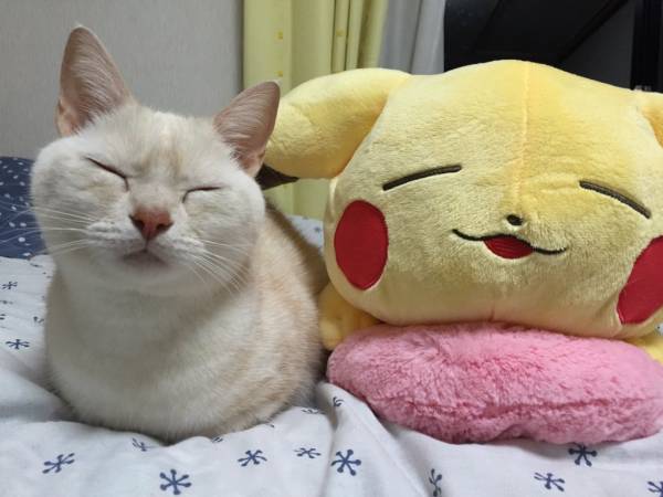 保存したら負け！きゃわい〜動物の画像！