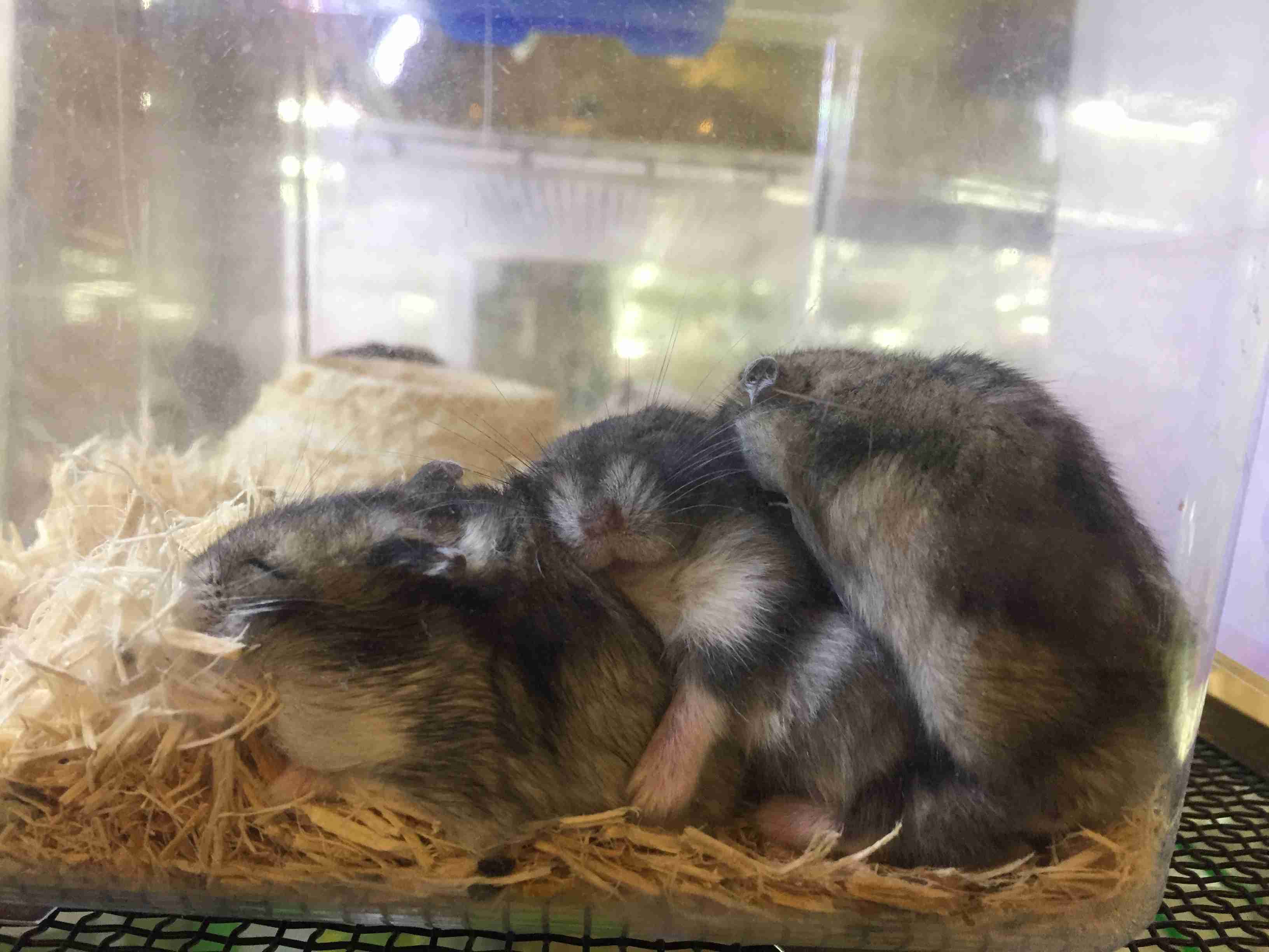 保存したら負け！きゃわい〜動物の画像！