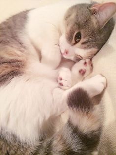 保存したら負け！きゃわい〜動物の画像！