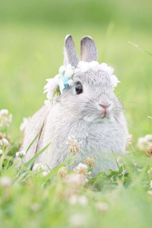 保存したら負け！きゃわい〜動物の画像！