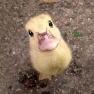 保存したら負け！きゃわい〜動物の画像！