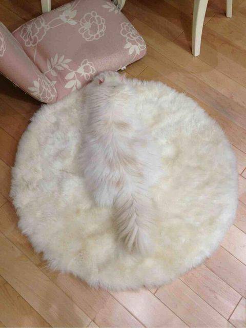 保存したら負け！きゃわい〜動物の画像！