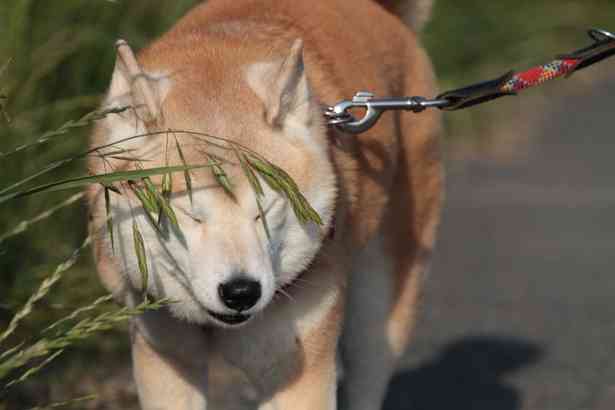 保存したら負け！きゃわい〜動物の画像！