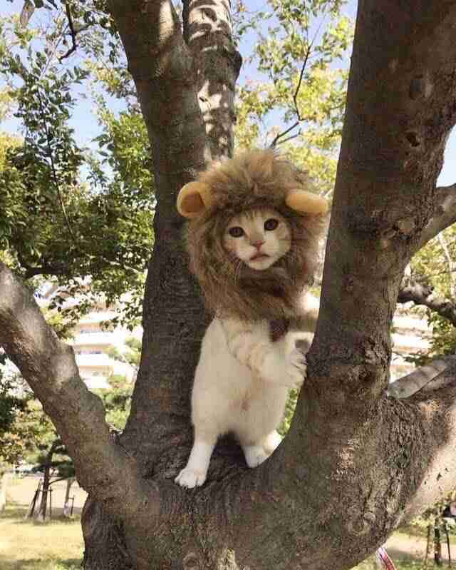 保存したら負け！きゃわい〜動物の画像！