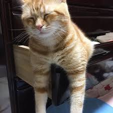 保存したら負け！きゃわい〜動物の画像！