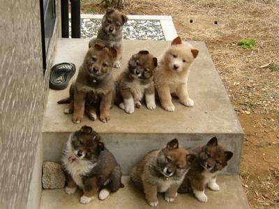 保存したら負け！きゃわい〜動物の画像！