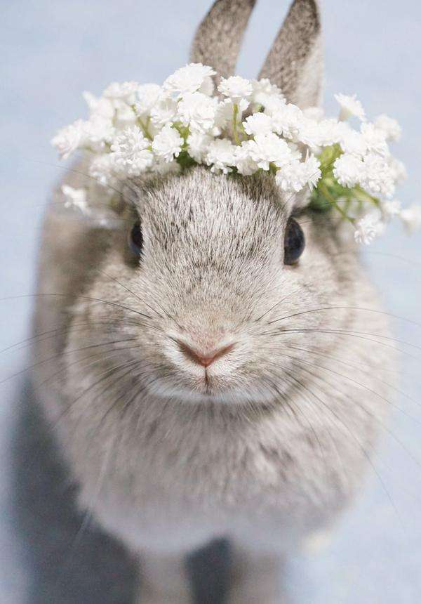 保存したら負け！きゃわい〜動物の画像！