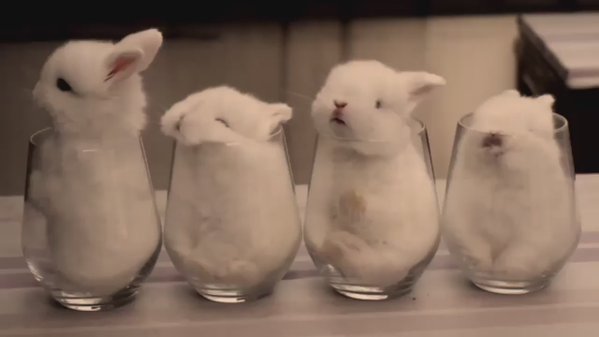 保存したら負け！きゃわい〜動物の画像！