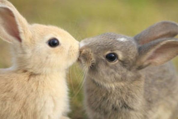 保存したら負け！きゃわい〜動物の画像！