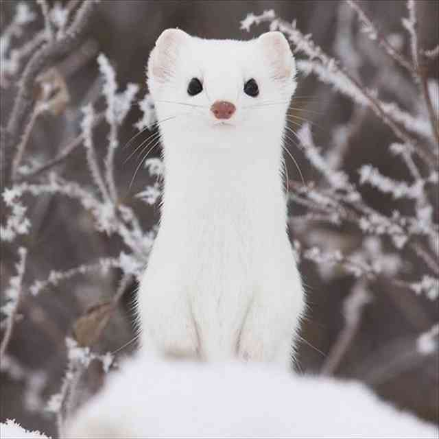 保存したら負け！きゃわい〜動物の画像！