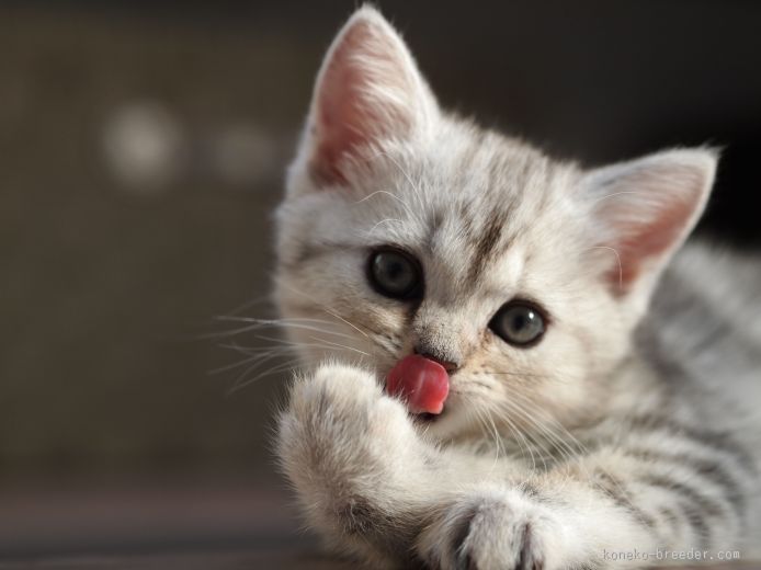 保存したら負け！きゃわい〜動物の画像！