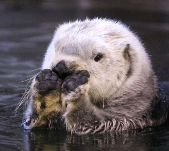 保存したら負け！きゃわい〜動物の画像！